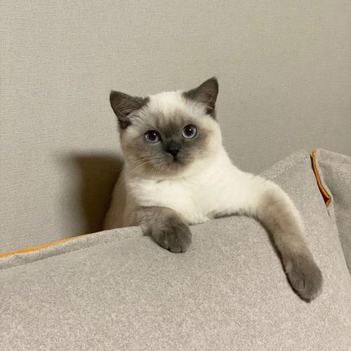 ซือมูมู่