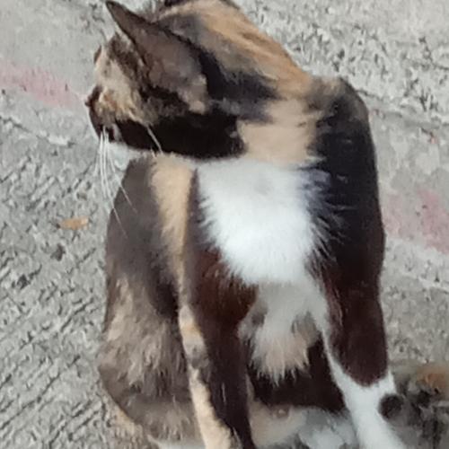 สมาชิกหมายเลข 6409283