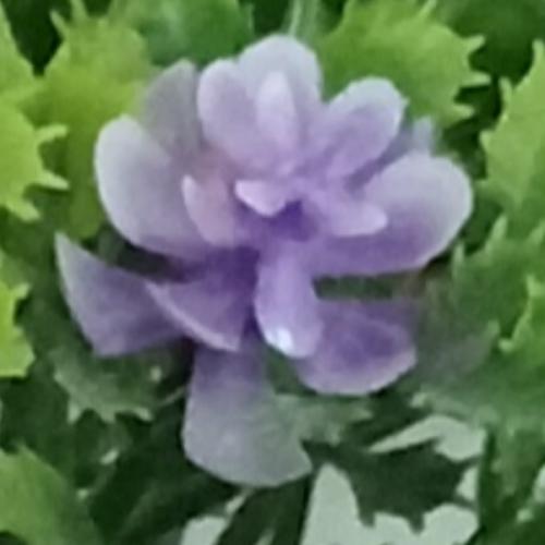 สมาชิกหมายเลข 1361477