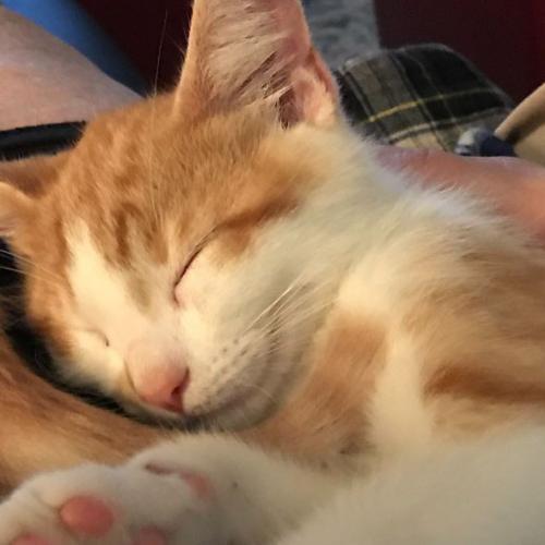 สมาชิกหมายเลข 8190359