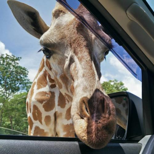 สมาชิกหมายเลข 5932488