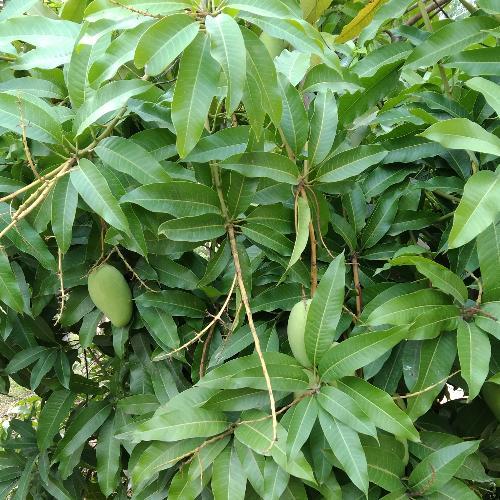 สมาชิกหมายเลข 1717215