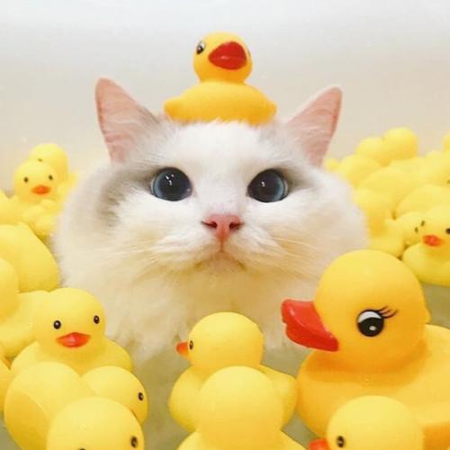 สมาชิกหมายเลข 6610599