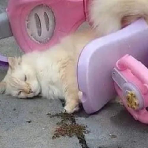 สมาชิกหมายเลข 7350365