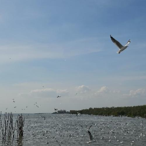 สมาชิกหมายเลข 7741178