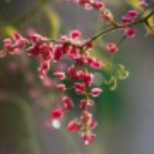 สมาชิกหมายเลข 9228184