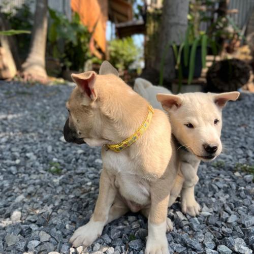 กะทิลอดช่อง