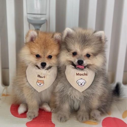 สมาชิกหมายเลข 8228585