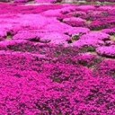 สมาชิกหมายเลข 2391395