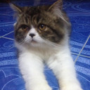 สมาชิกหมายเลข 4311443