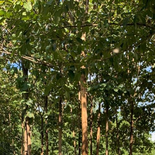 สมาชิกหมายเลข 5620832