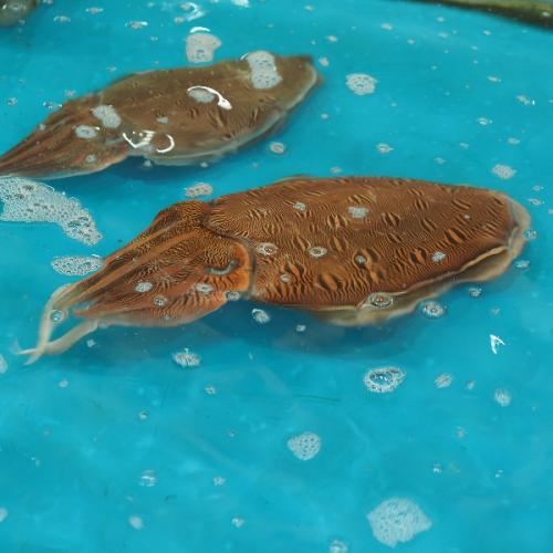 สมาชิกหมายเลข 2215098