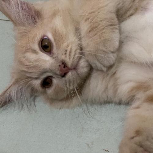 สมาชิกหมายเลข 4666748