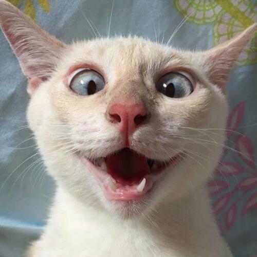 สมาชิกหมายเลข 4711293