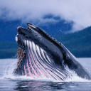 สมาชิกหมายเลข 834376