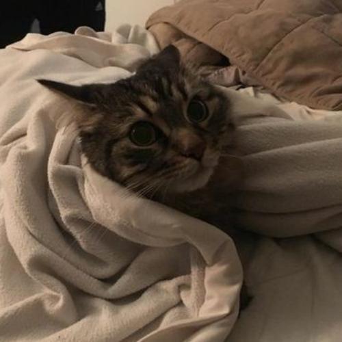 สมาชิกหมายเลข 4848143