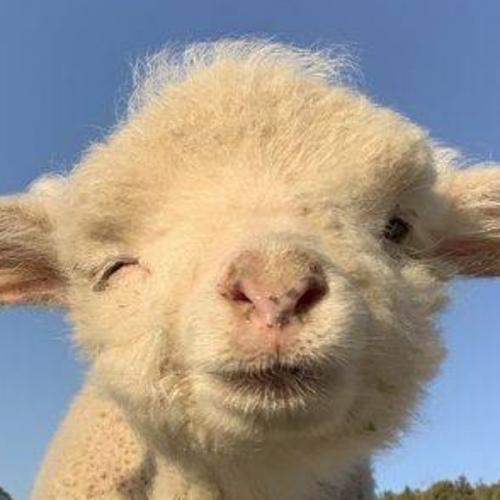 สมาชิกหมายเลข 9231908