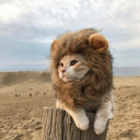 สมาชิกหมายเลข 4343043