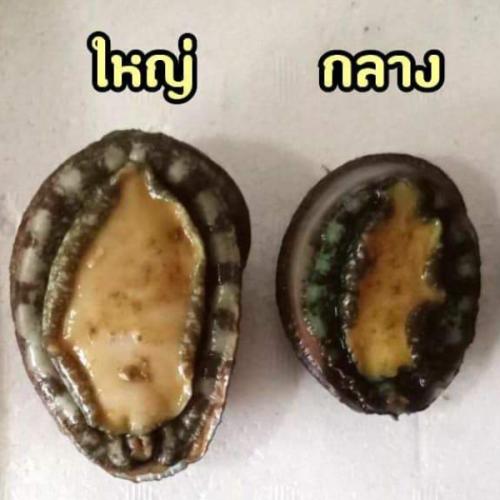 สมาชิกหมายเลข 1617893