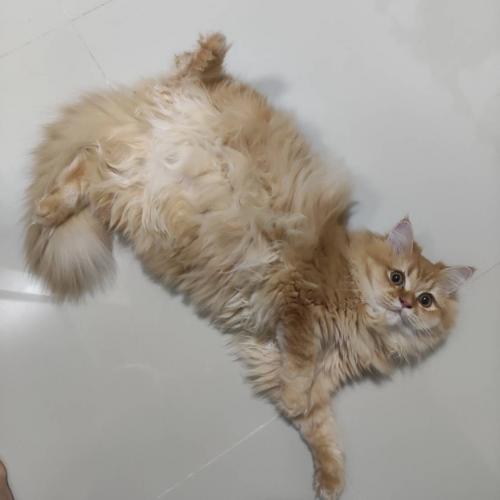 สมาชิกหมายเลข 2655950