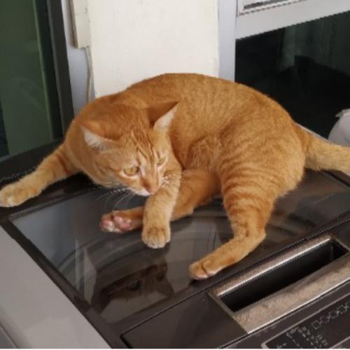 สมาชิกหมายเลข 2533228