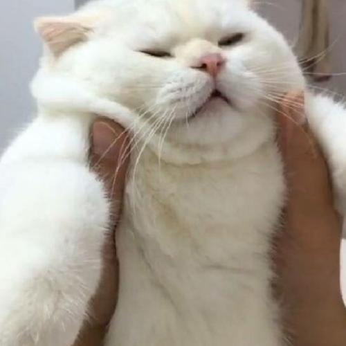 สมาชิกหมายเลข 5082239