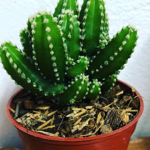 สมาชิกหมายเลข 4853514