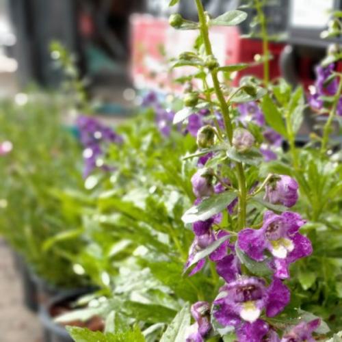 สมาชิกหมายเลข 5997398