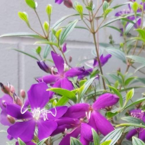 สมาชิกหมายเลข 7347672