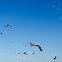 พฤจิกา ฟ้าถามหา นก