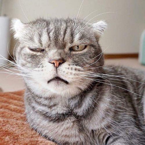 สมาชิกหมายเลข 3311471