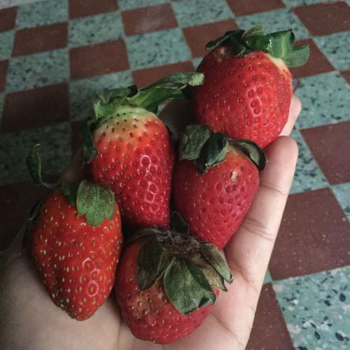 สมาชิกหมายเลข 4712375