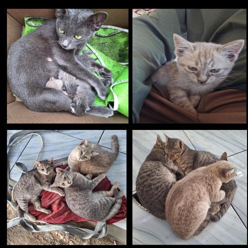 สมาชิกหมายเลข 6992546