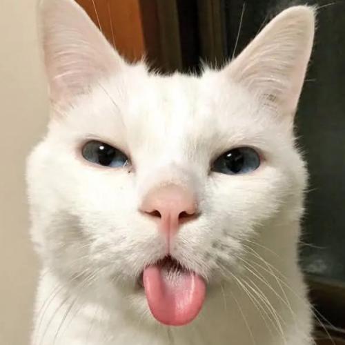 สมาชิกหมายเลข 8238439