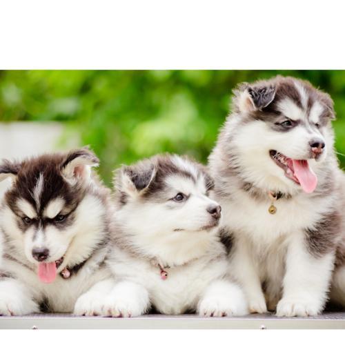 สมาชิกหมายเลข 4712441