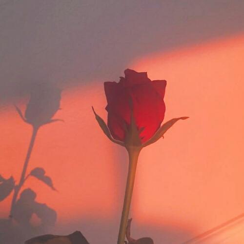 สมาชิกหมายเลข 5265391