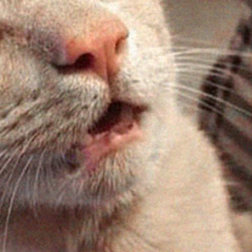 จีนอันยอง