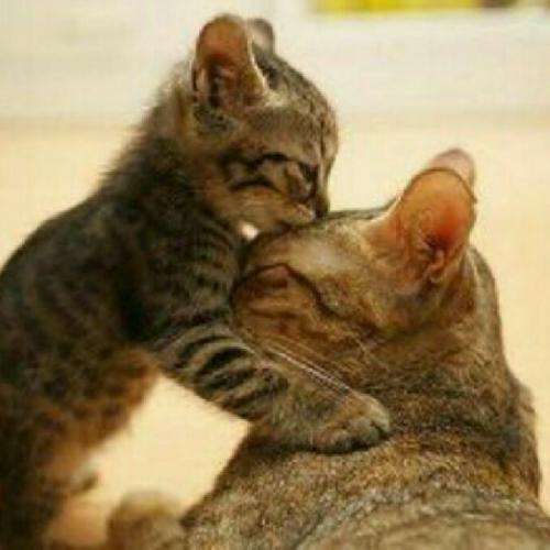 สมาชิกหมายเลข 5083397