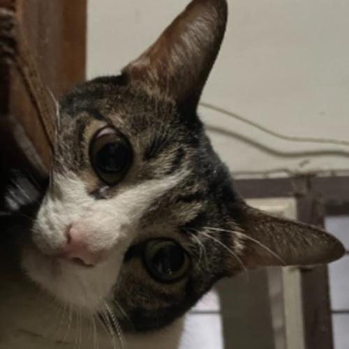 สมาชิกหมายเลข 2705052