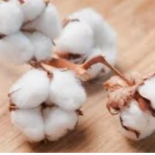 สมาชิกหมายเลข 6606635