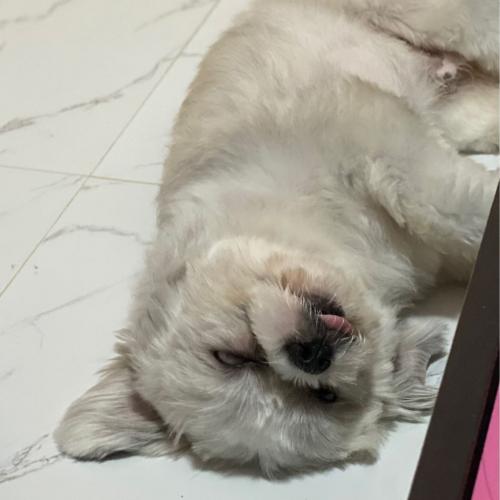 สมาชิกหมายเลข 3219733