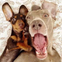 สมาชิกหมายเลข 4345197