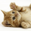 สมาชิกหมายเลข 4713202