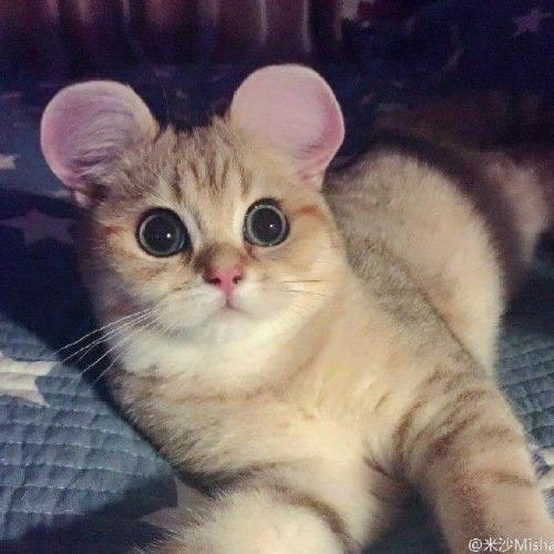 สมาชิกหมายเลข 5083657