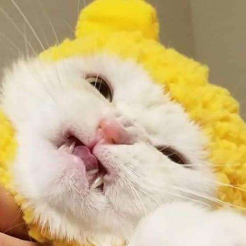 สมาชิกหมายเลข 5083799