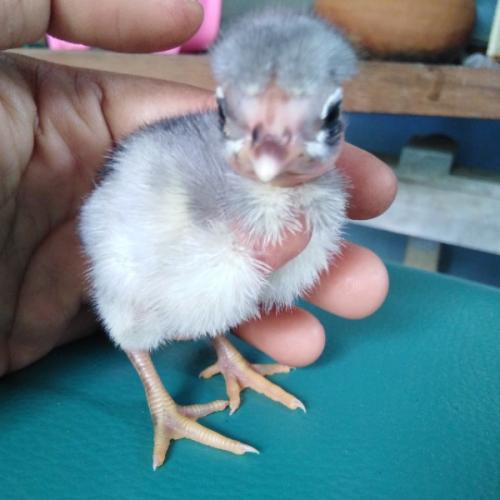 สมาชิกหมายเลข 6005555