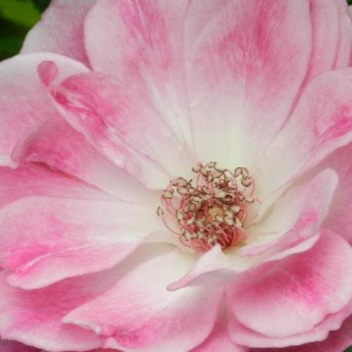 ฉันคือความฝัน