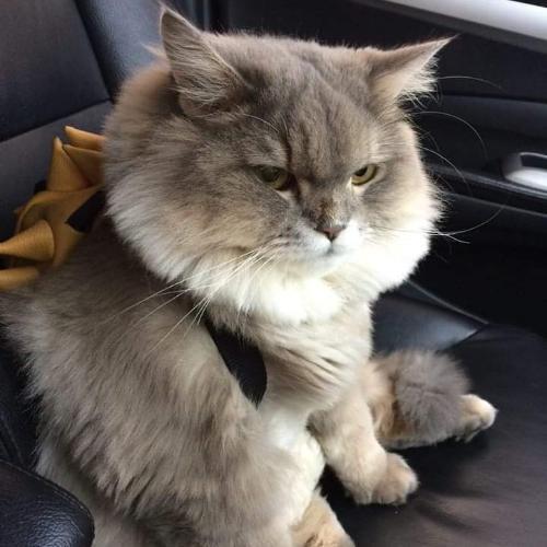 สมาชิกหมายเลข 4041341