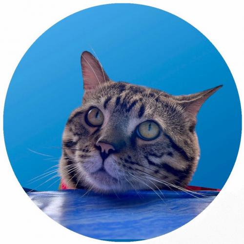 สมาชิกหมายเลข 6242086