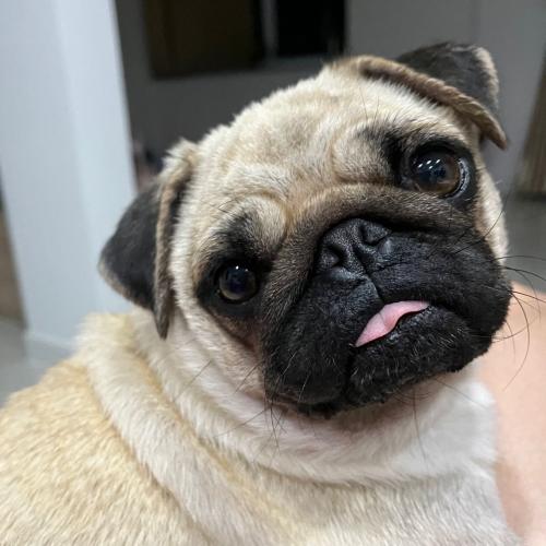 สมาชิกหมายเลข 8239227